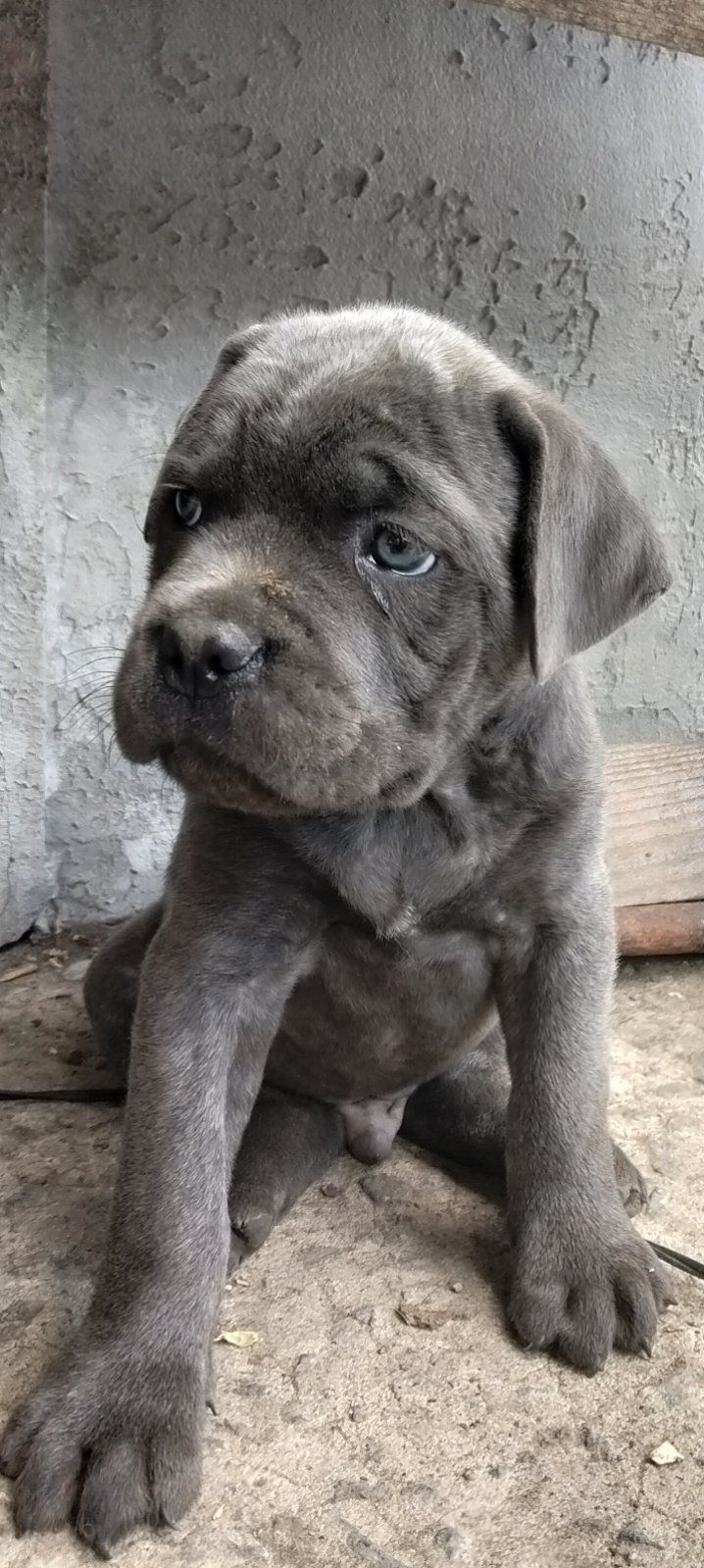 Щенки Кане корсо