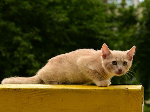 Розкішний НіжноКремовий СередньоПухнастий хлопчик