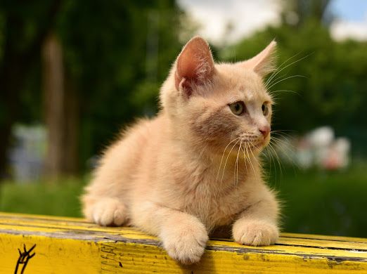 Розкішний НіжноКремовий СередньоПухнастий хлопчик