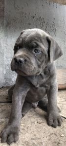 Щенки Кане корсо
