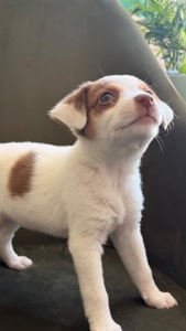 Красиве цуценя 1,5 місяців