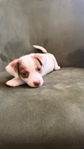 Красиве цуценя 1,5 місяців
