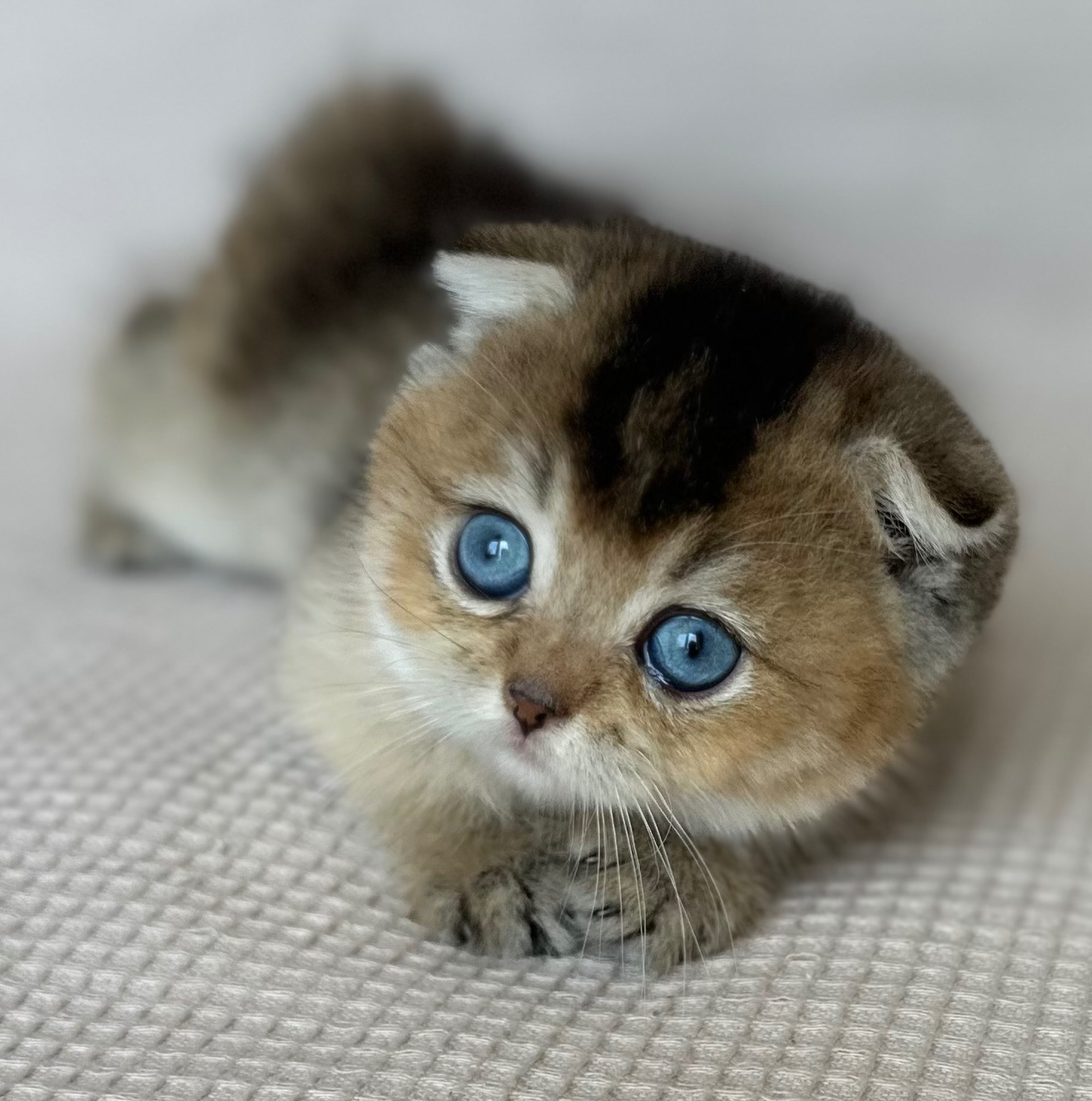 Елітне голубооке шотландське кошеня Scottish Fold рідкісний ген (Dominant Blue Eyes, DBE)