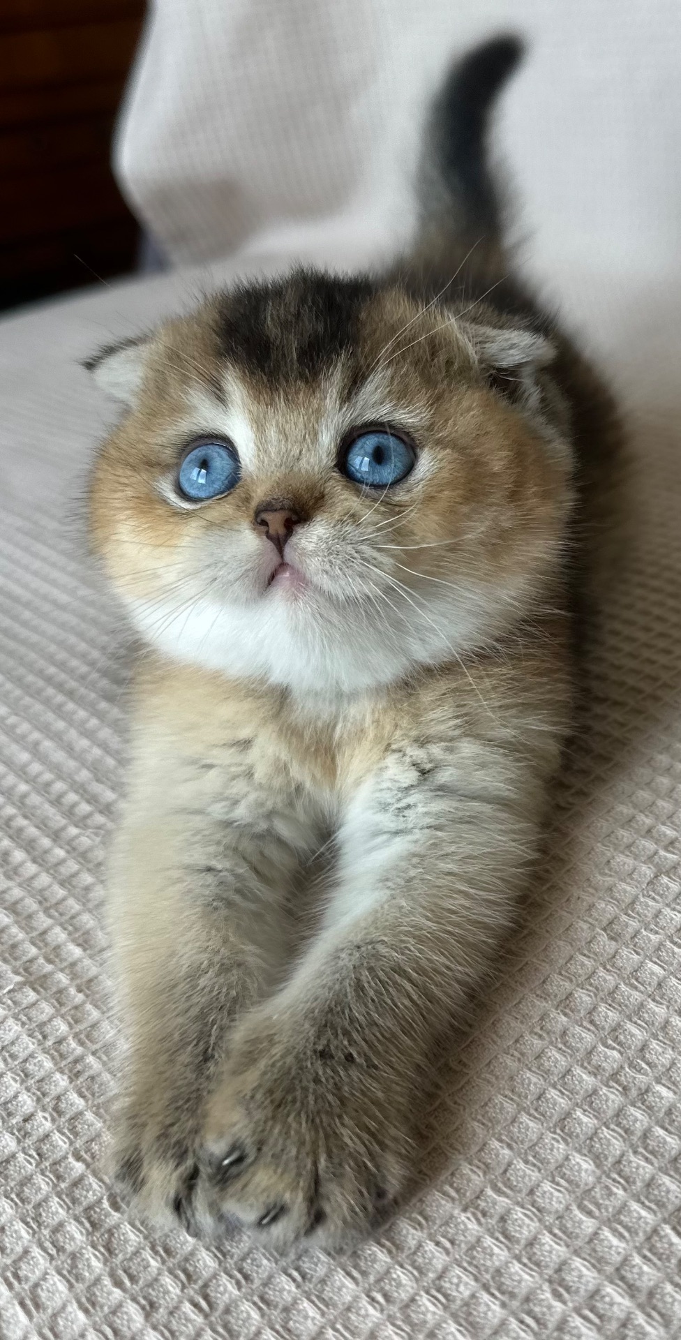 Елітне голубооке шотландське кошеня Scottish Fold рідкісний ген (Dominant Blue Eyes, DBE)