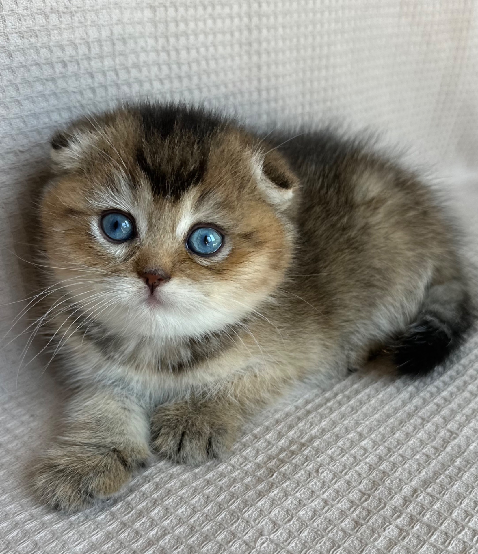 Елітне голубооке шотландське кошеня дівчинка Scottish Fold рідкісний ген (Dominant Blue Eyes, DBE)
