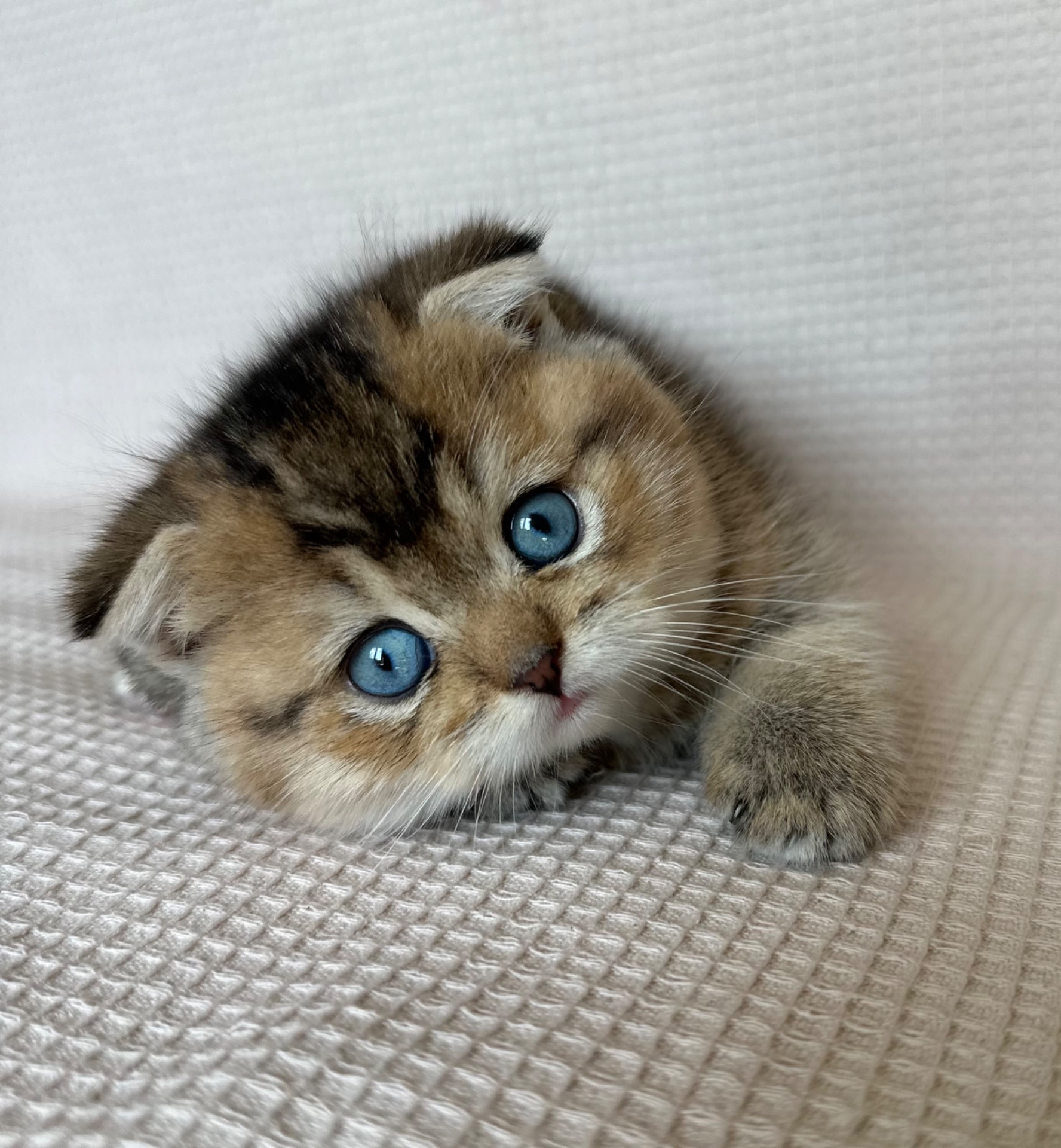 Голубооке шотландське кошеня Хлопчик DBE Scottish Fold ny25
