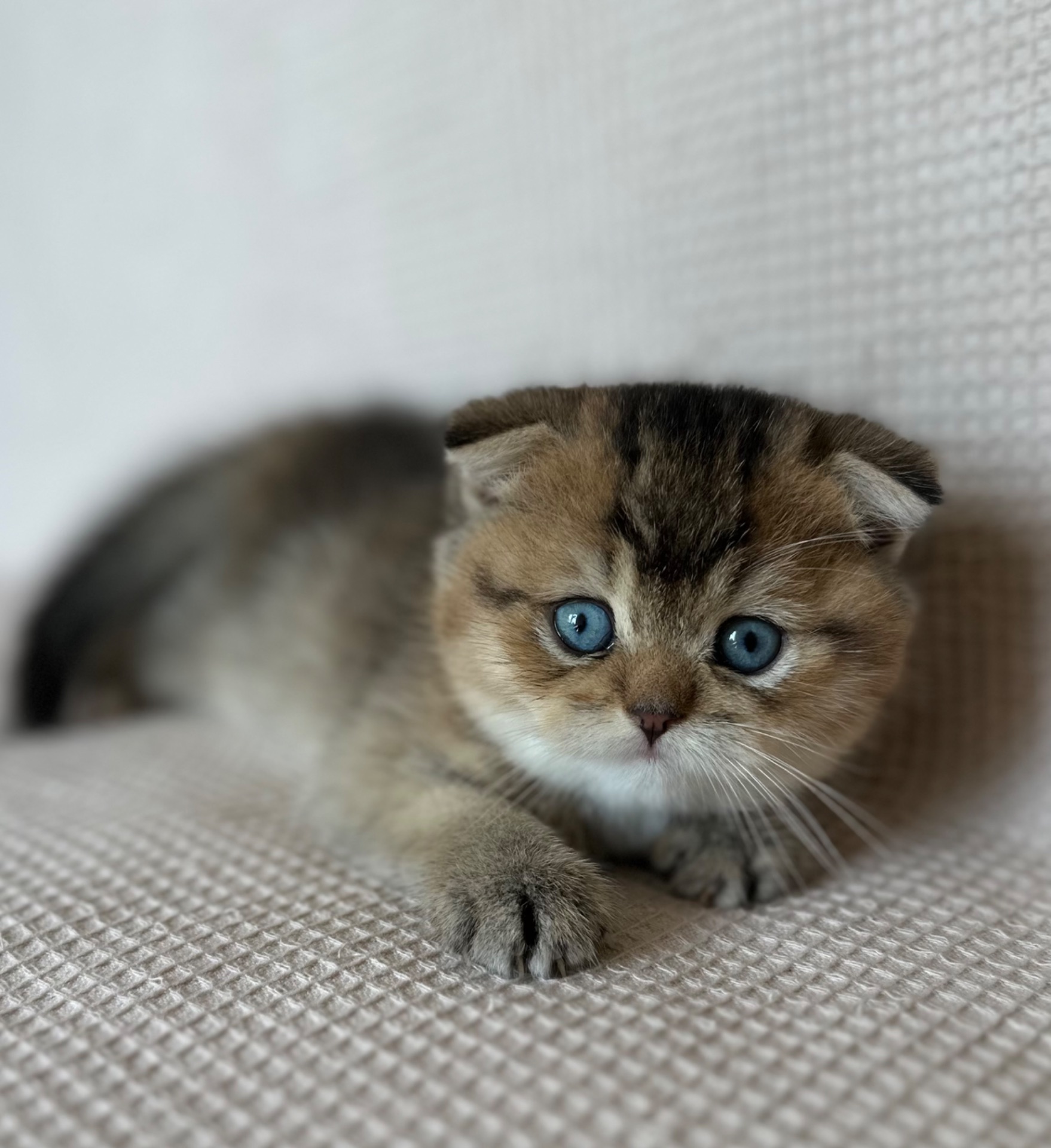 Голубооке шотландське кошеня Хлопчик DBE Scottish Fold ny25