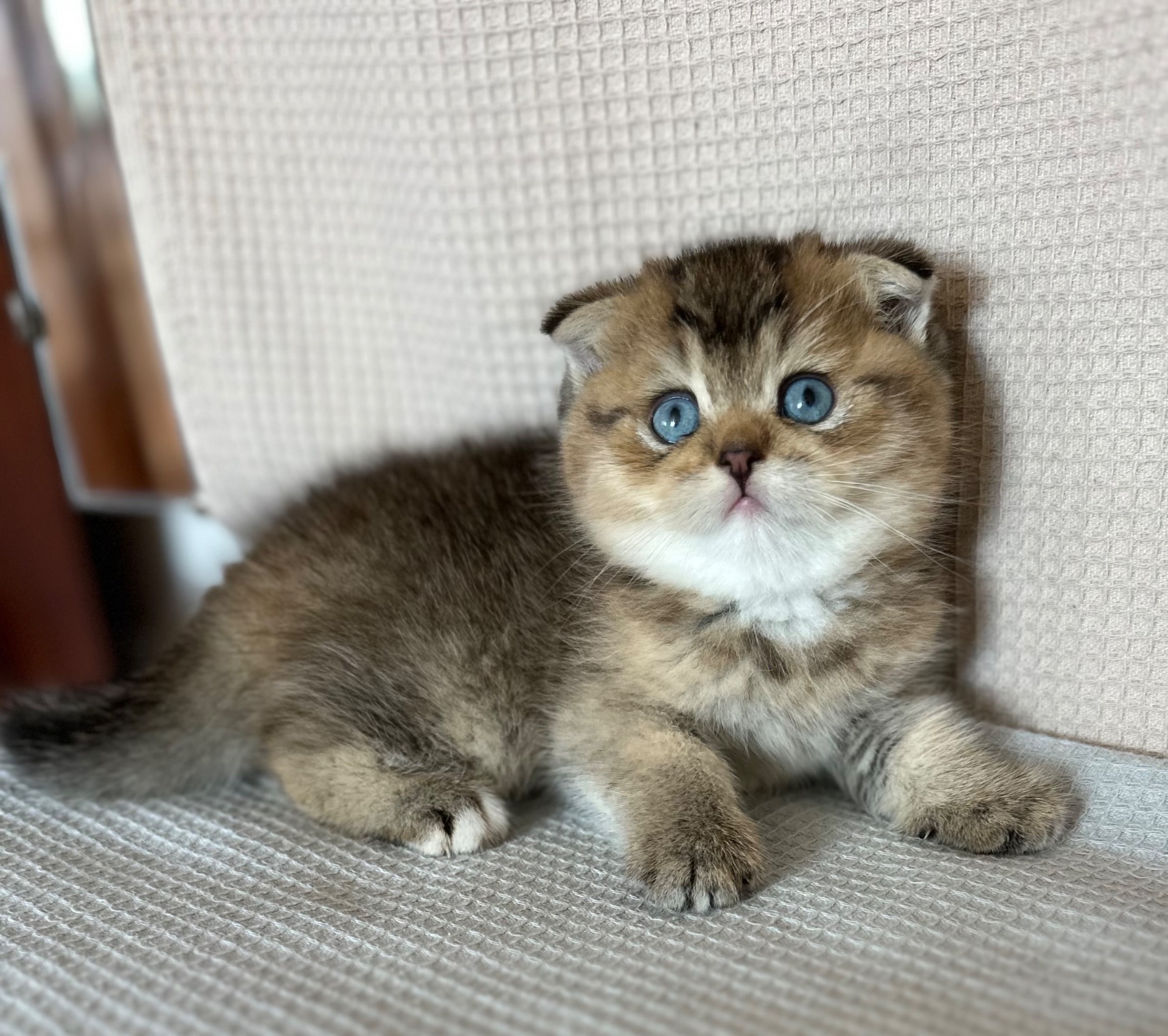 Голубооке шотландське кошеня Хлопчик DBE Scottish Fold ny25