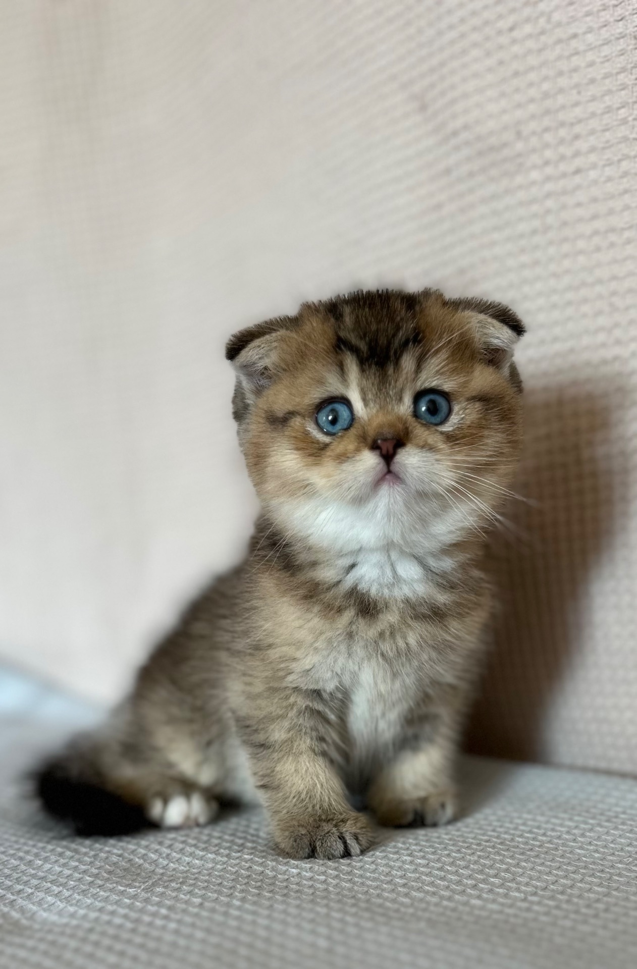 Голубооке шотландське кошеня Хлопчик DBE Scottish Fold ny25