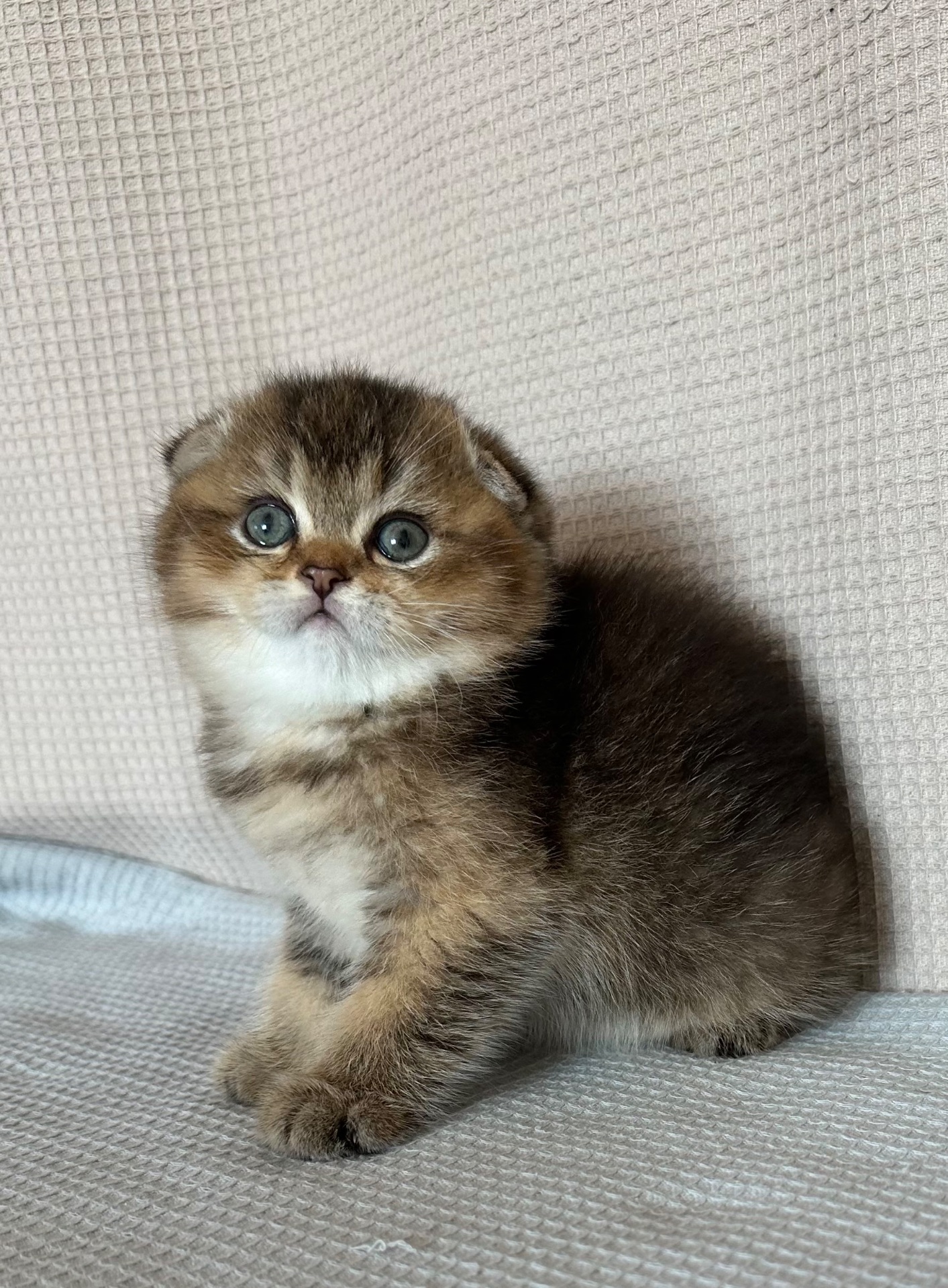 шотландське кошення Scottish Fold дівчинка