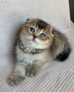 Елітне голубооке шотландське кошеня дівчинка Scottish Fold рідкісний ген (Dominant Blue Eyes, DBE)