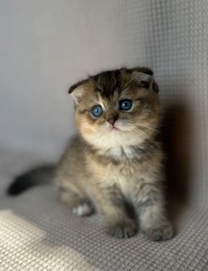 Голубооке шотландське кошеня Хлопчик DBE Scottish Fold ny25