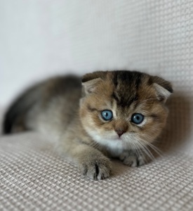 Голубооке шотландське кошеня Хлопчик DBE Scottish Fold ny25