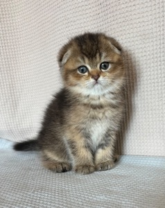 шотландське кошення Scottish Fold дівчинка