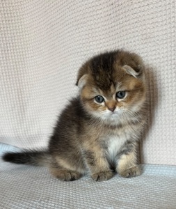 шотландське кошення Scottish Fold дівчинка