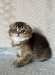 шотландське кошення Scottish Fold дівчинка