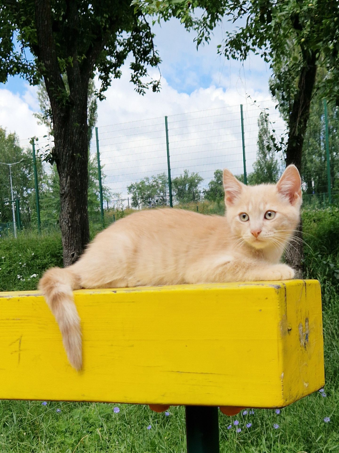 Розкішний НіжноКремовий СередньоПухнастий хлопчик