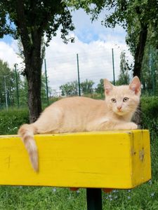 Розкішний НіжноКремовий СередньоПухнастий хлопчик