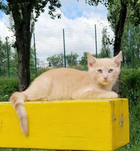 Розкішний НіжноКремовий СередньоПухнастий хлопчик