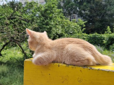 Розкішний НіжноКремовий СередньоПухнастий хлопчик