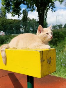 Розкішний НіжноКремовий СередньоПухнастий хлопчик
