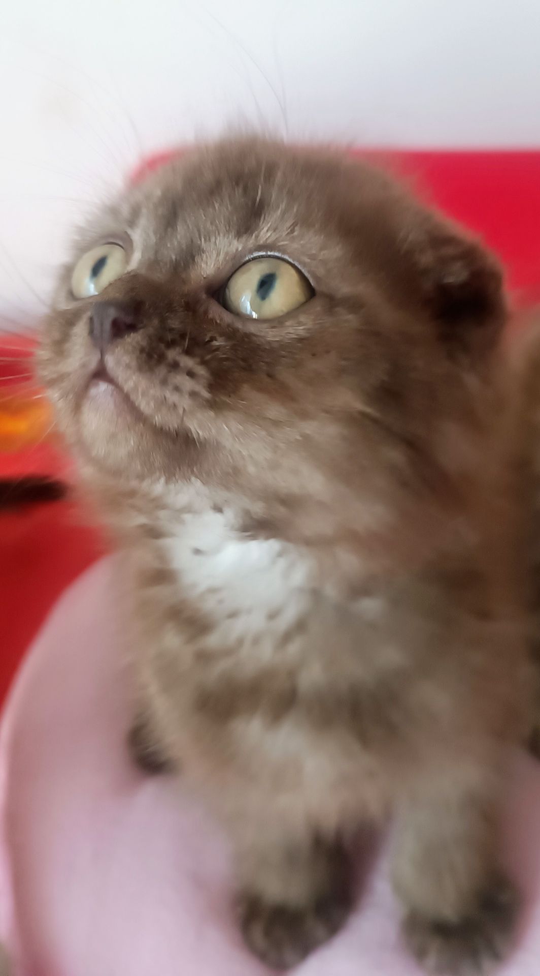 Кошеня