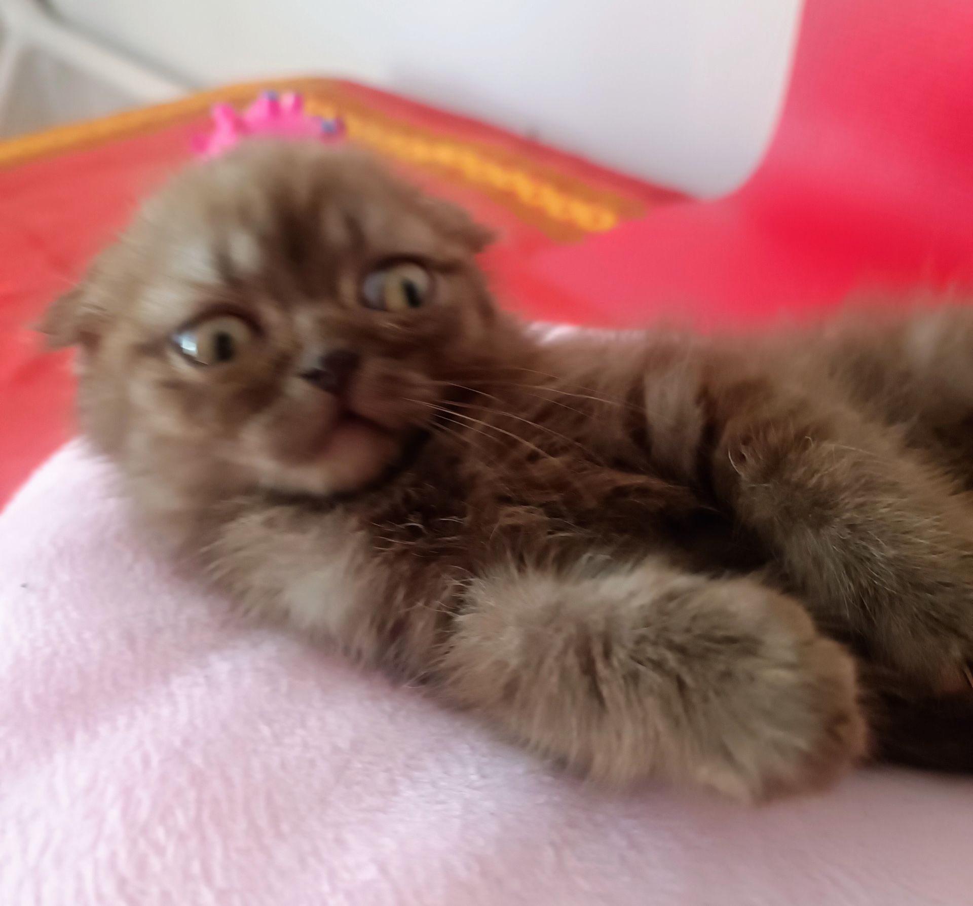 Кошеня