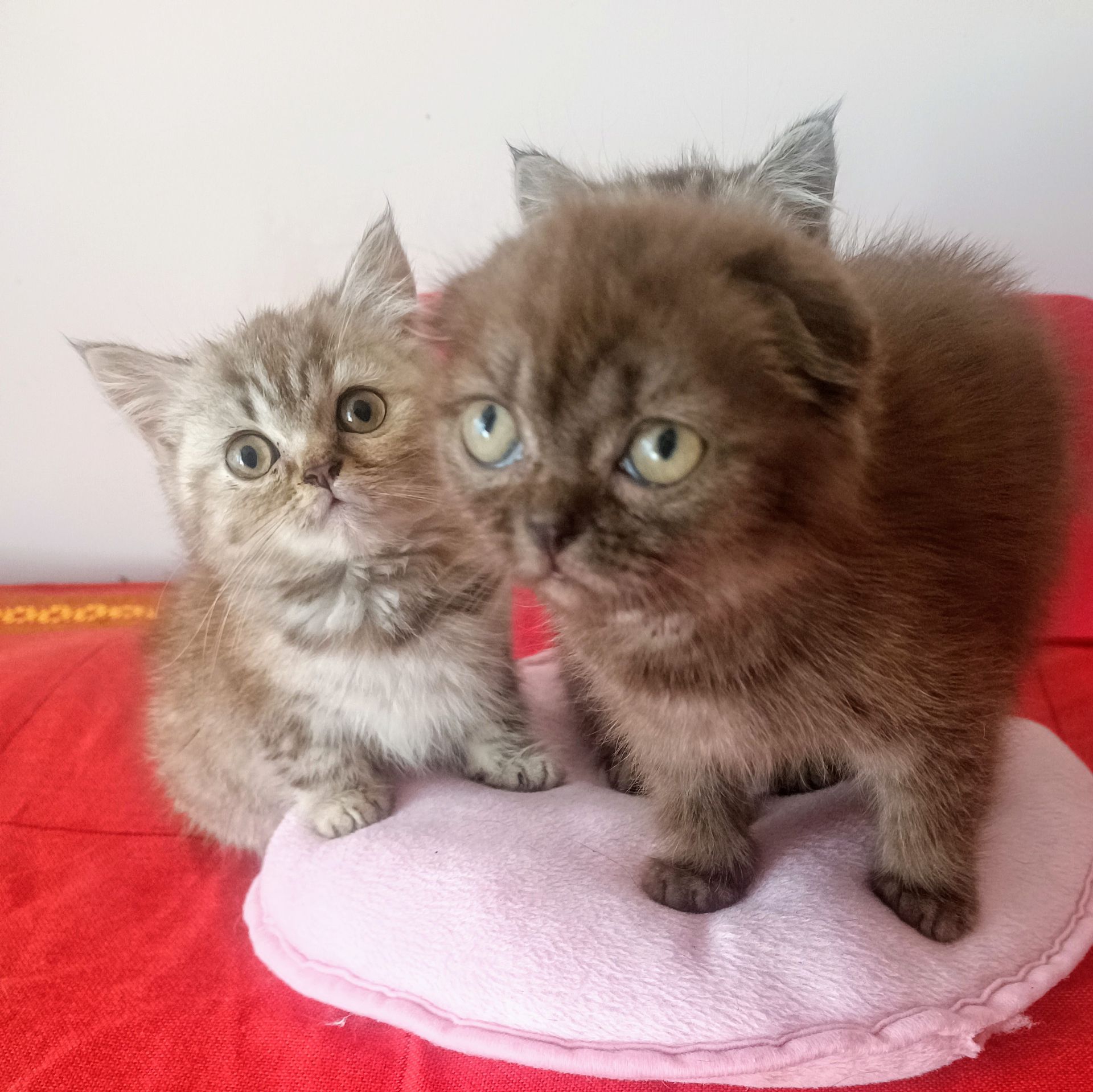 Кошеня