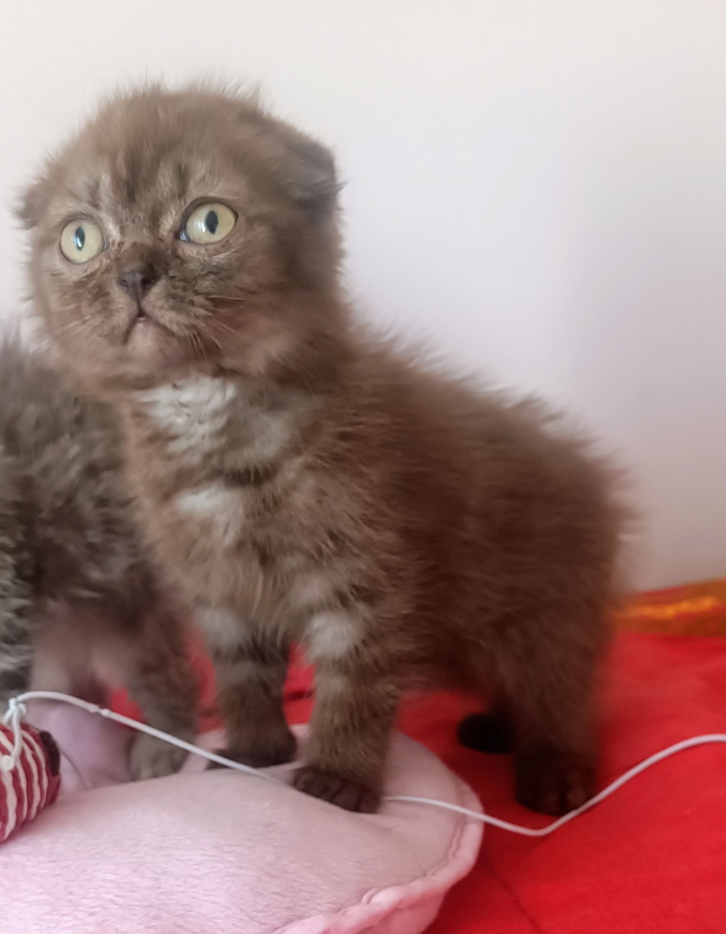 Кошеня