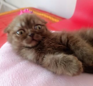 Кошеня