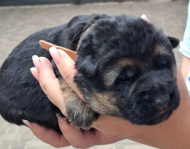 Цуценята німецької вівчарки