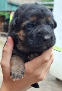 Цуценята німецької вівчарки