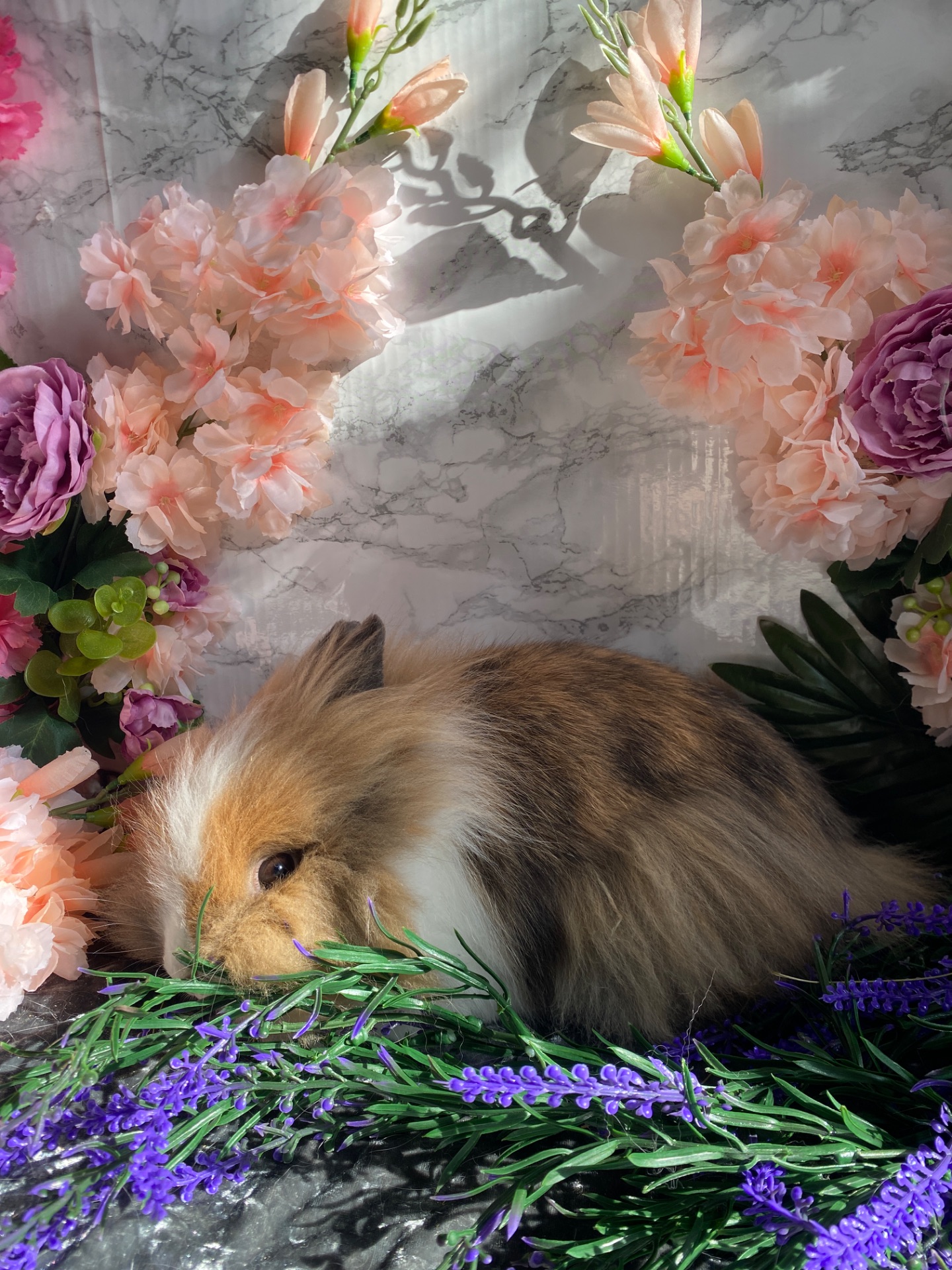 Lionhead 🐰