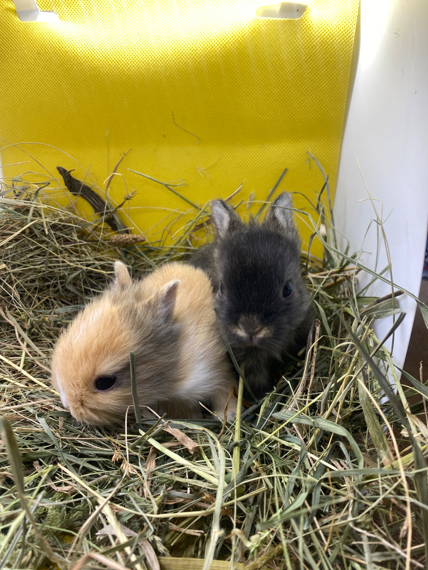 Lionhead 🐰