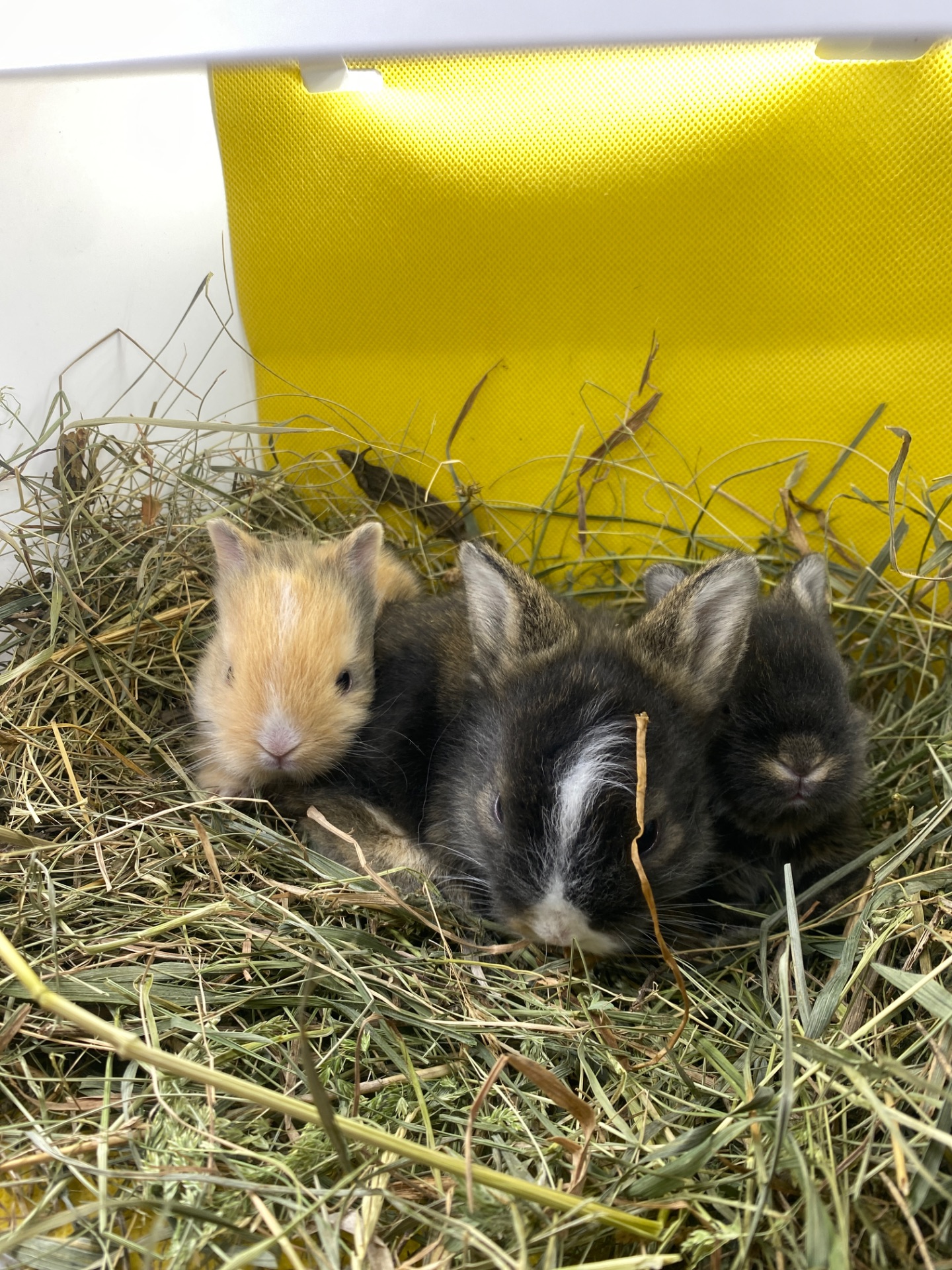Lionhead 🐰