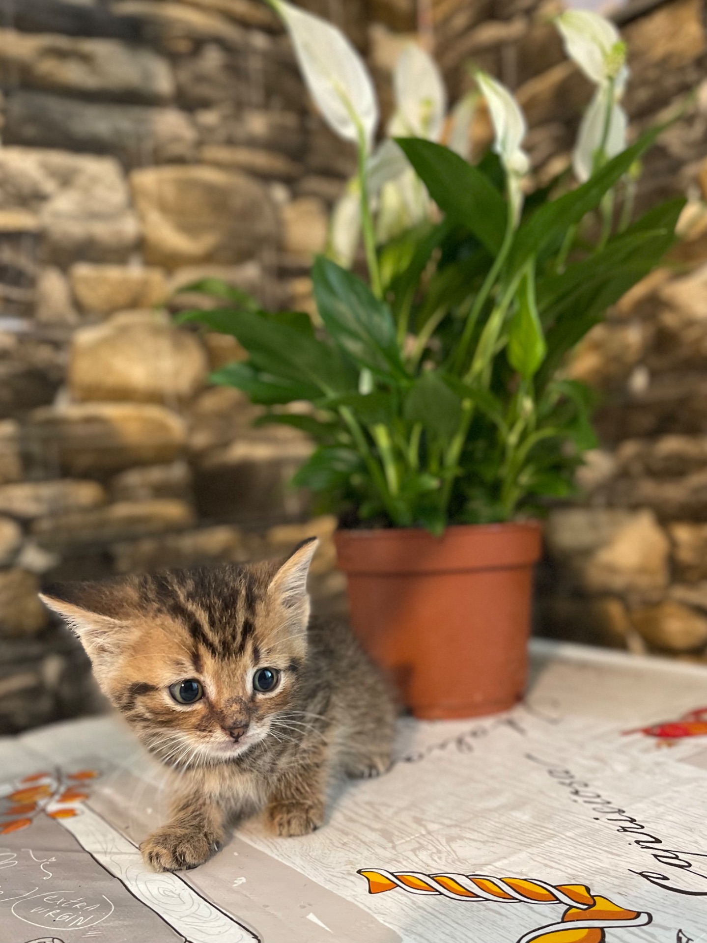 Британські котики