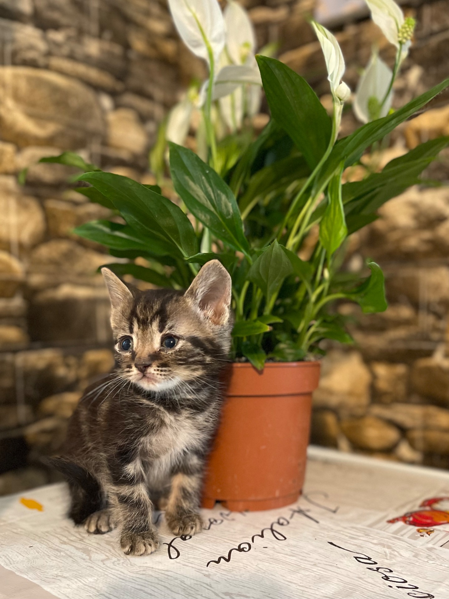 Британські котики