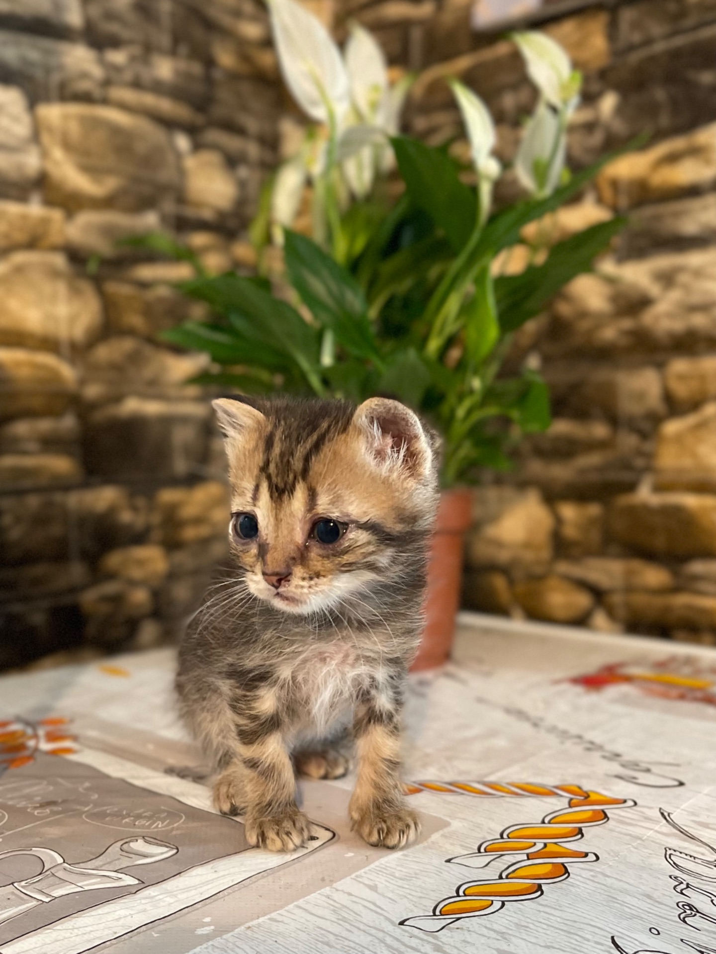 Британські котики