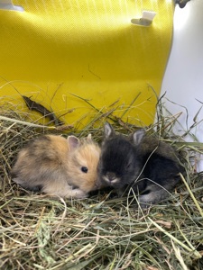 Lionhead 🐰