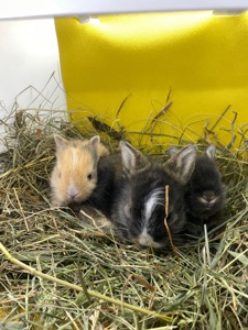 Lionhead 🐰