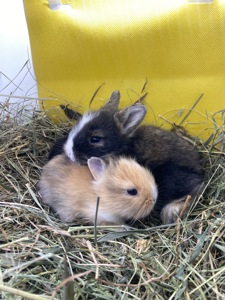 Lionhead 🐰