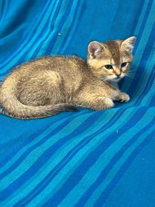 Девочка золотая короткошерстная шиншила