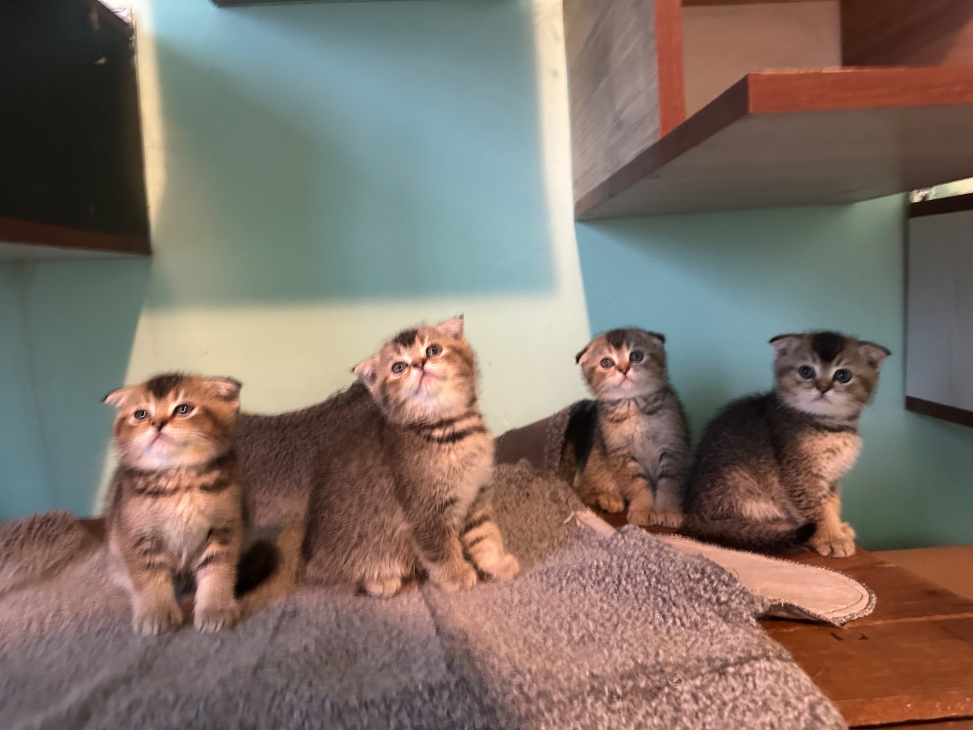 Шотландські кошенята