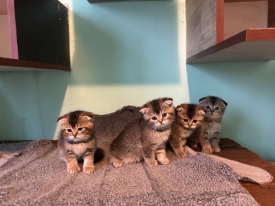 Шотландські кошенята