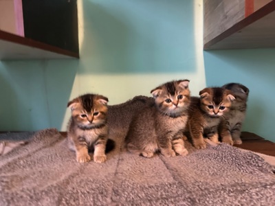 Шотландські кошенята