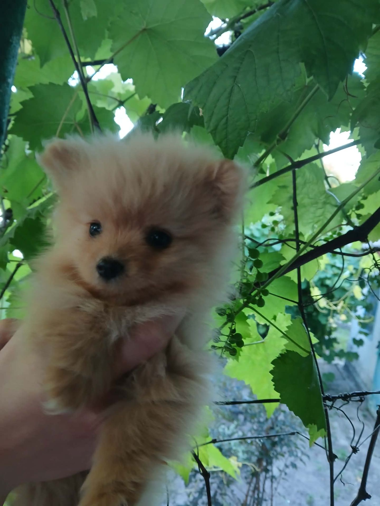 Продаю 2 хлопчиків породи шпіц