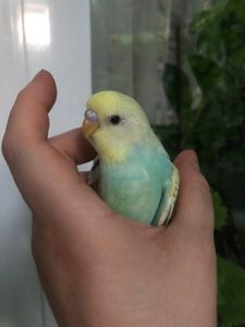 Райдужний малюк