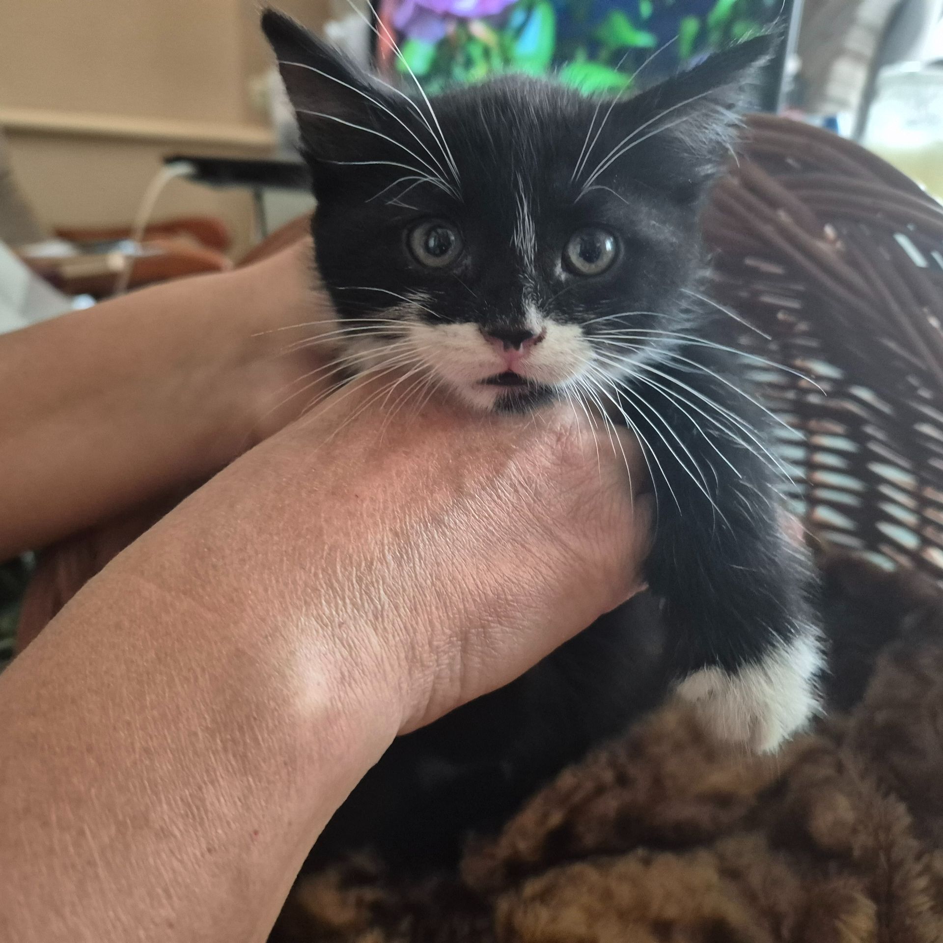 Милые домашние котики