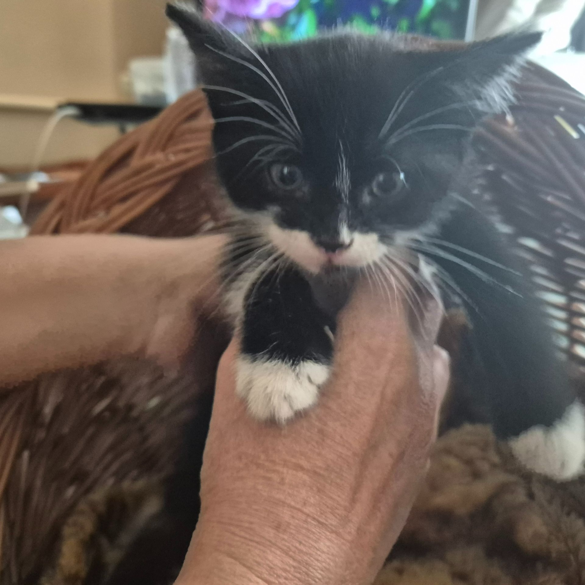 Милые домашние котики