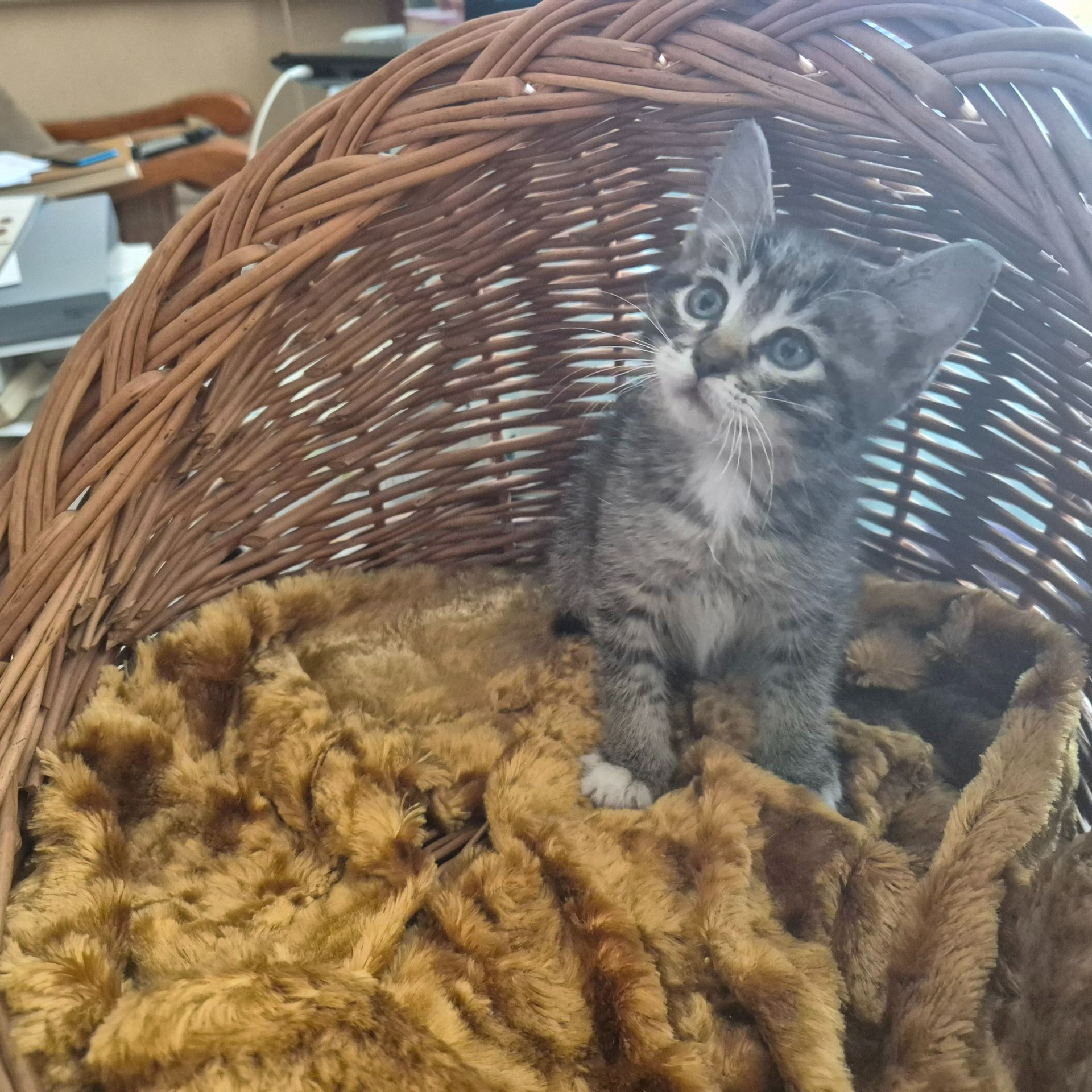 Милые домашние котики